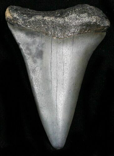 Fossil Mako Shark Tooth - South Carolina #22596